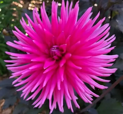 Electro Pink