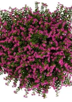 FloriGlory® Diana