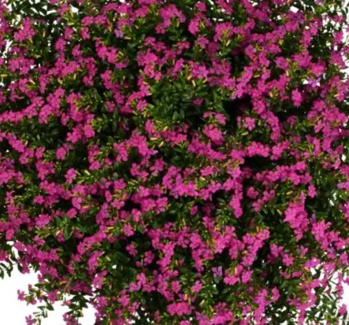FloriGlory® Diana