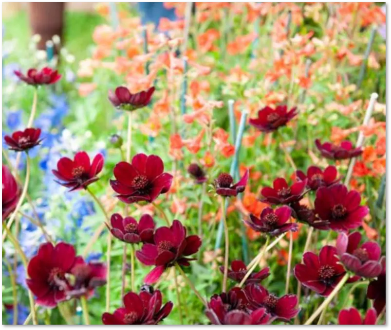 Danziger PLUS- Cosmos atrosanguineus