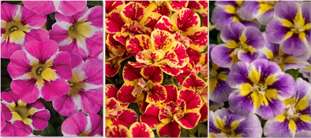 Danziger PLUS- Calibrachoa