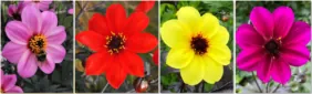 Danziger PLUS- Dahlia variabilis