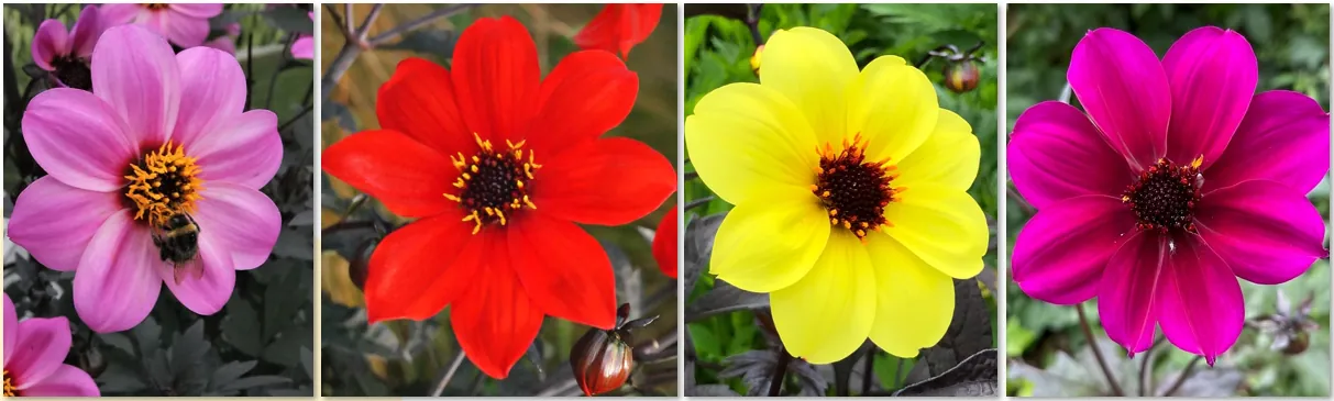 Danziger PLUS- Dahlia variabilis