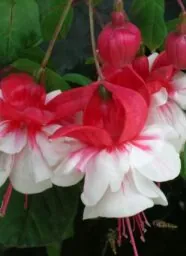 SUNBEAM Cherry
