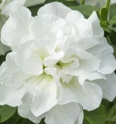 Tumbelina Diana