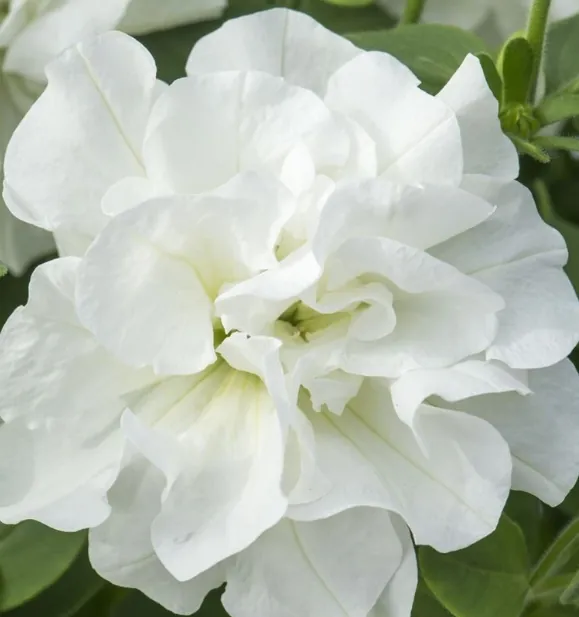 Tumbelina Diana