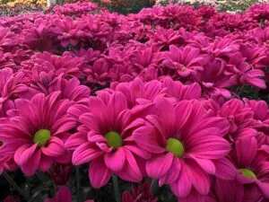 AMOR™ FANCY deep-purple chrysanthemum flowers in the greenhouse