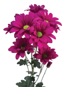 AMOR™ FANCY chrysanthemum stem with deep-purple flowers