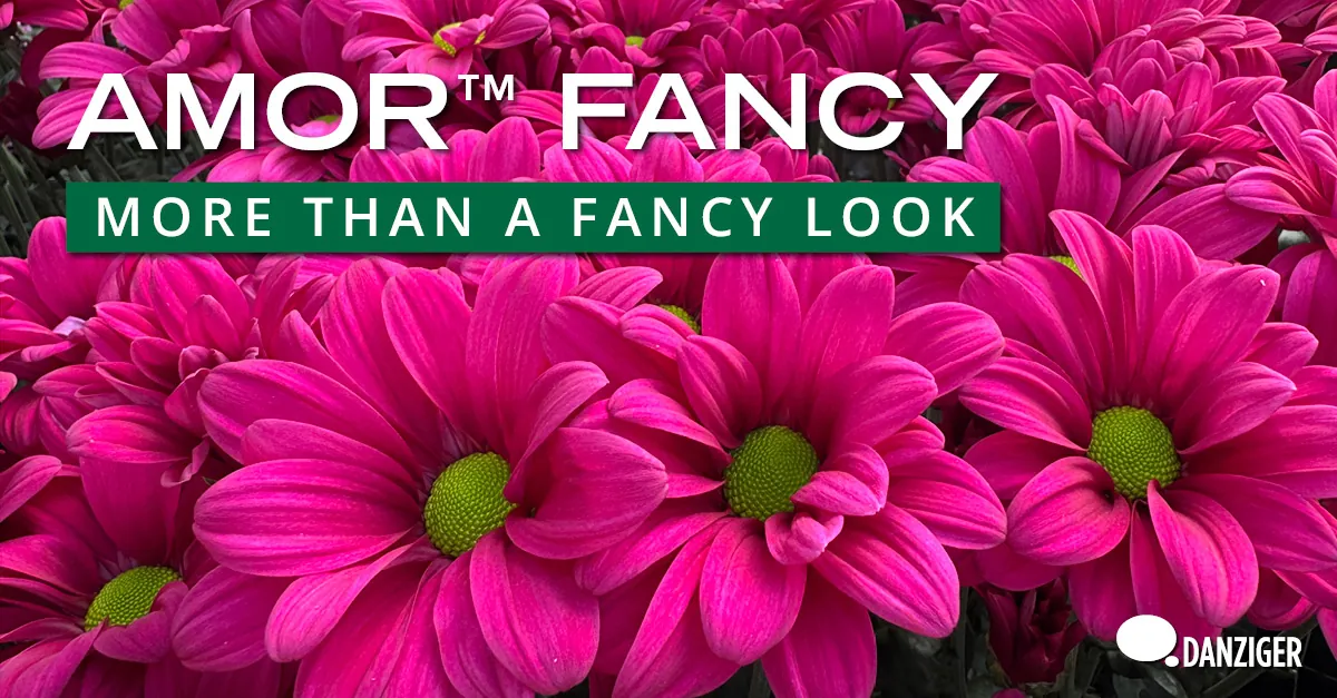 AMOR™ FANCY - More Than a Fancy Look - Danziger