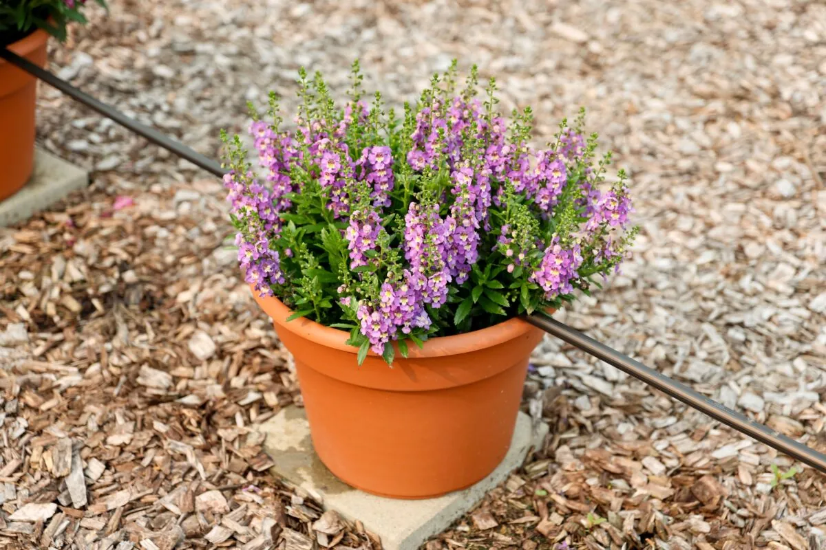 ALONIA™ Bicolor Lilac