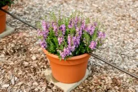ALONIA™ Bicolor Lilac