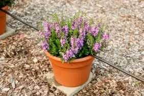 ALONIA™ Bicolor Lilac