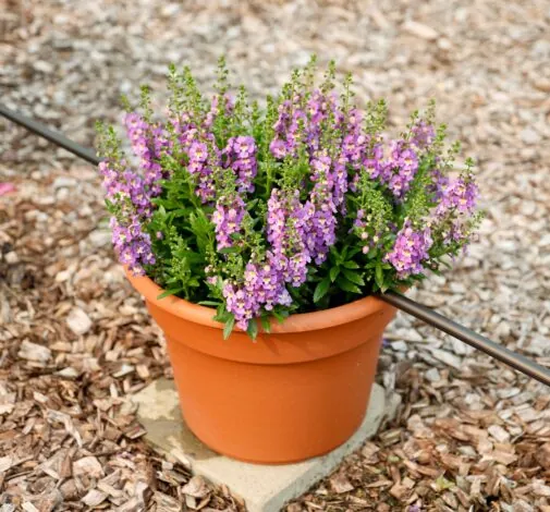 ALONIA™ Bicolor Lilac