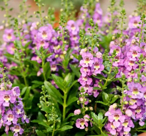 ALONIA™ Bicolor Lilac
