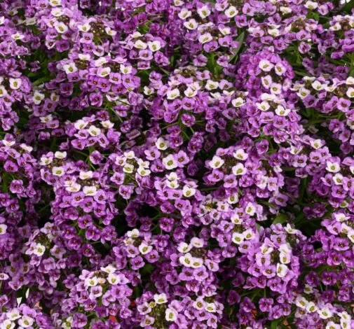 STREAM™ Compact Violet