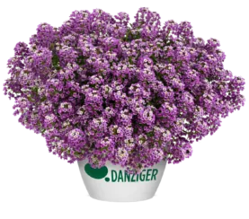 STREAM™ Compact Violet