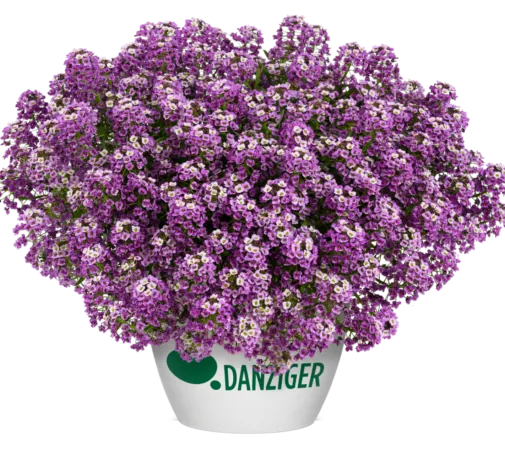 STREAM™ Compact Violet