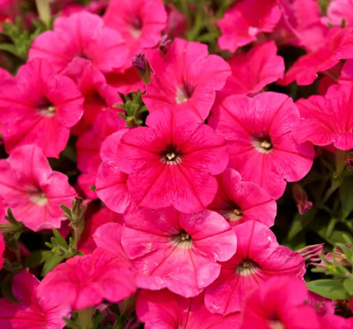 CAPELLA™ Neon Pink Imp.