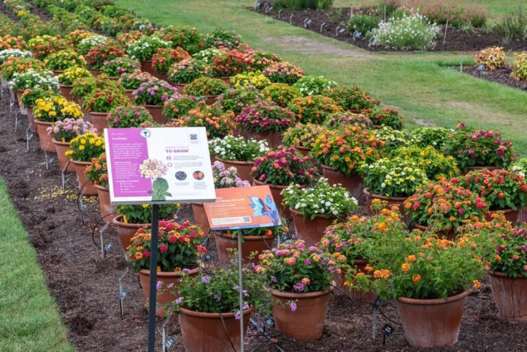 DOUBLE RHS RECOGNITION FOR DANZIGER’S GEM LANTANA SERIES
