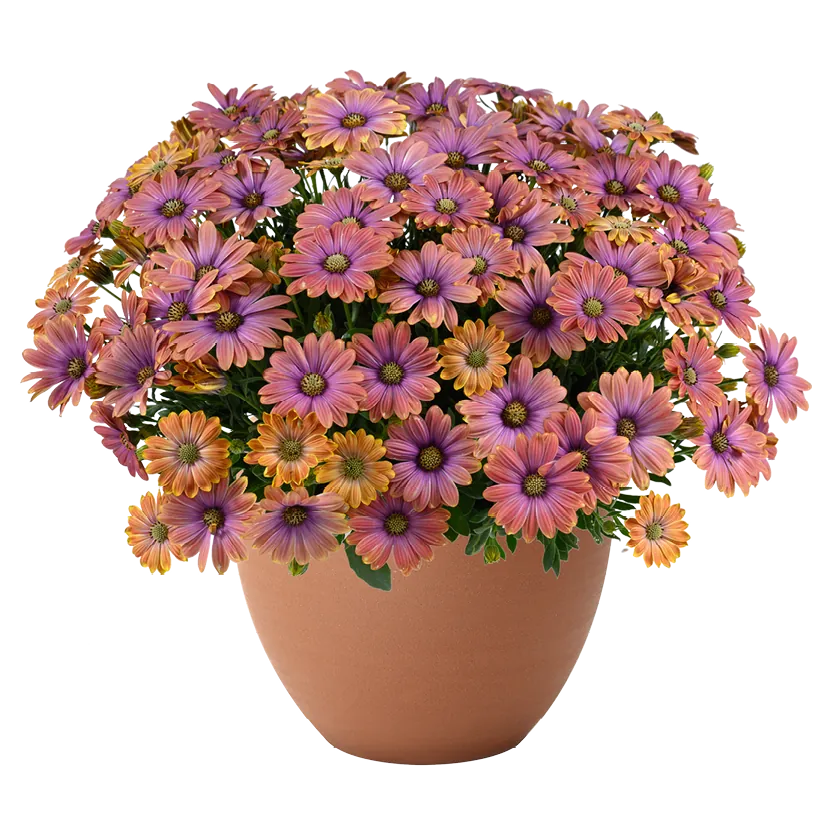 BESTIES Osteospermum series: well-branched plant with large pink-purple flowers in a terracotta pot