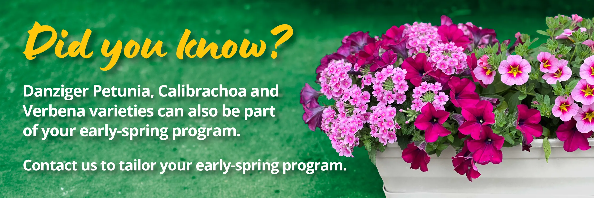 Did you know? Danziger Petunia, Calibrachoa and Verbena varieties can also be part of your early-spring program. Contact us to tailor your early-spring program.