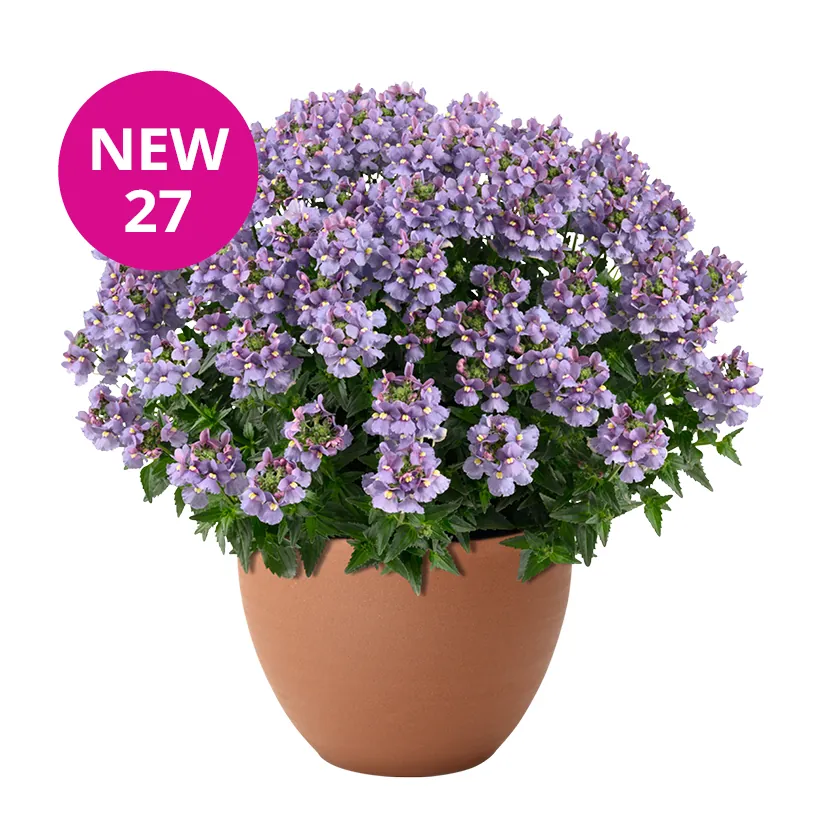 NESIA Arctic Blue: new 2027 NESIA variety with pale blue-lavender flowers in a terracotta pot