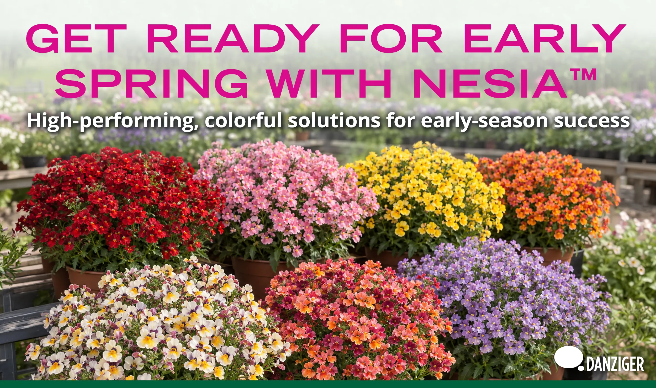 NESIA early spring: red, pink, yellow, orange, white and lavender NESIA plants in pots in a Danziger greenhouse
