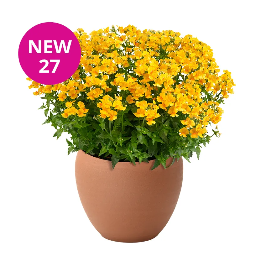 NESIA Gold: new 2027 NESIA variety with golden yellow flowers in a terracotta pot