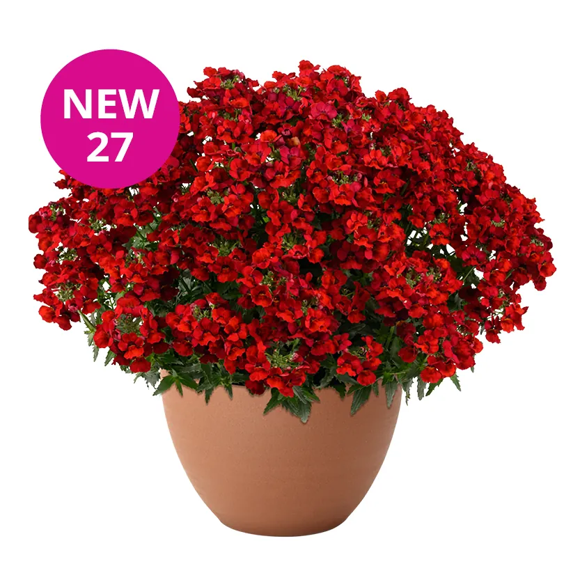 NESIA Hot Red: new 2027 NESIA variety with deep red flowers in a terracotta pot