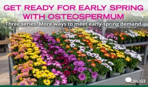Osteospermum series for early spring: trays of yellow, pink, purple and white Osteospermum plants in a Danziger greenhouse. Three series, more ways to meet early-spring demand.