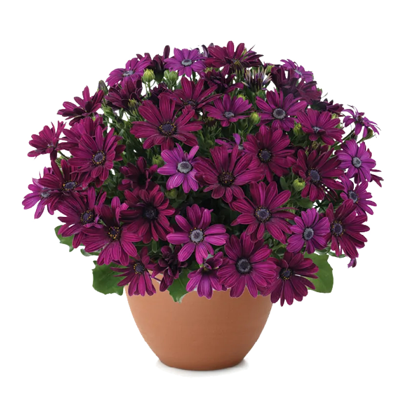 OSTICA Osteospermum series: compact mounded plant with deep purple flowers in a terracotta pot