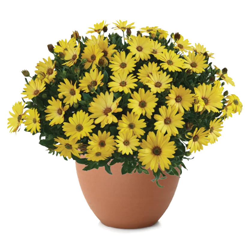 OSTICADE Osteospermum series: semi-trailing plant with yellow flowers in a terracotta pot